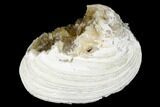 Fossil Clam with Fluorescent Calcite Crystals - Ruck's Pit, FL #177736-1